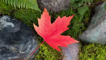 Canada Day A red maple leaf laying against some mossy stones with a fern frond showing.