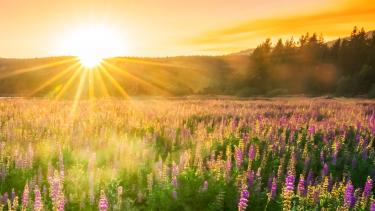 Sun rising over a low mountain across a field of purple lupins in bloom with fir trees in the distance.