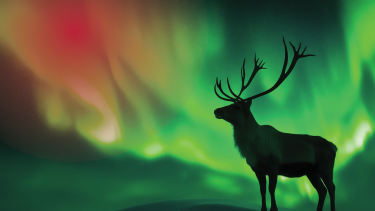 Silhouette of a mountain caribou against red and green northern lights